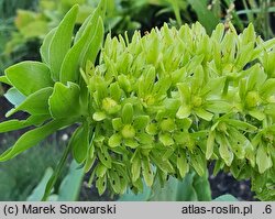 Eucomis pallidiflora (koronówka jasnokwiatowa)