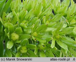 Eucomis pallidiflora (koronówka jasnokwiatowa)