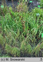 Asphodeline liburnica (złotnica liguryjska)