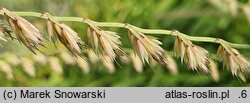 Bouteloua curtipendula (butelua groniasta)