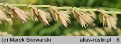 Bouteloua curtipendula (butelua groniasta)
