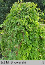 Dioscorea balcanica (pochrzyn bałkański)