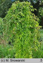 Dioscorea balcanica (pochrzyn bałkański)