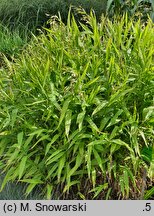 Chasmanthium latifolium (obiedka szerokolistna)
