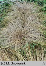 Carex comans (turzyca włosista)