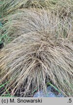 Carex comans (turzyca włosista)