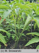 Dracunculus vulgaris (drakunkulus zwyczajny)