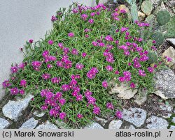 Delosperma cooperi (słonecznica Coopera)