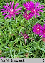 Delosperma cooperi (słonecznica Coopera)
