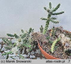 Cylindropuntia rosea (cylindropuncja różowa)