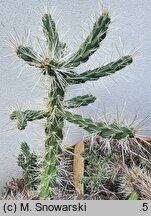 Cylindropuntia rosea (cylindropuncja różowa)