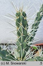 Cylindropuntia rosea (cylindropuncja różowa)
