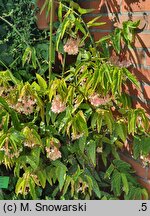 Begonia Tamaya