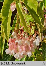 Begonia Tamaya