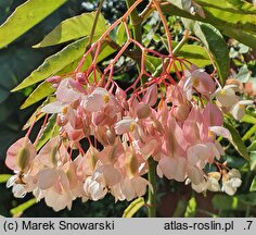 Begonia Tamaya