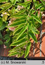 Begonia Tamaya