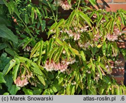Begonia Tamaya