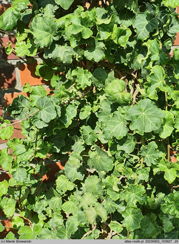 Hedera helix Quatermas