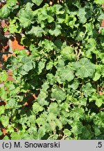 Hedera helix Quatermas