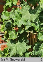 Hedera helix Quatermas