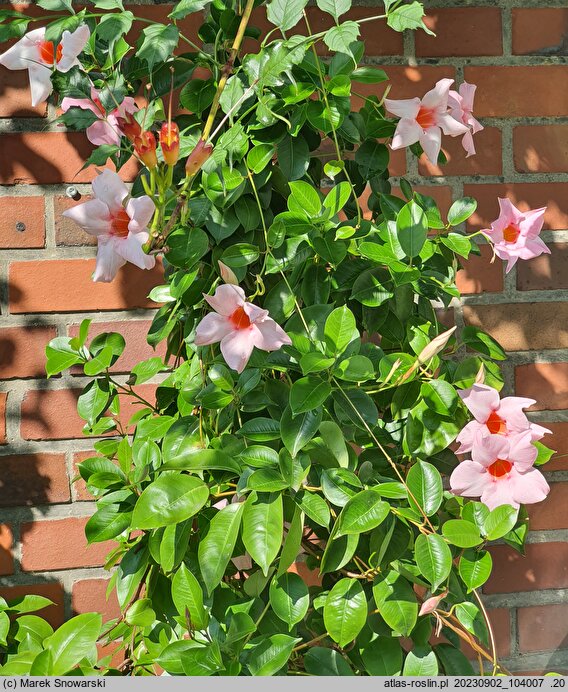 Mandevilla Sundaville Classic Cream Pink