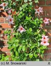 Mandevilla Sundaville Classic Cream Pink
