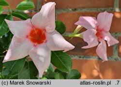 Mandevilla Sundaville Classic Cream Pink