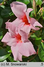 Mandevilla Sundaville Classic Cream Pink