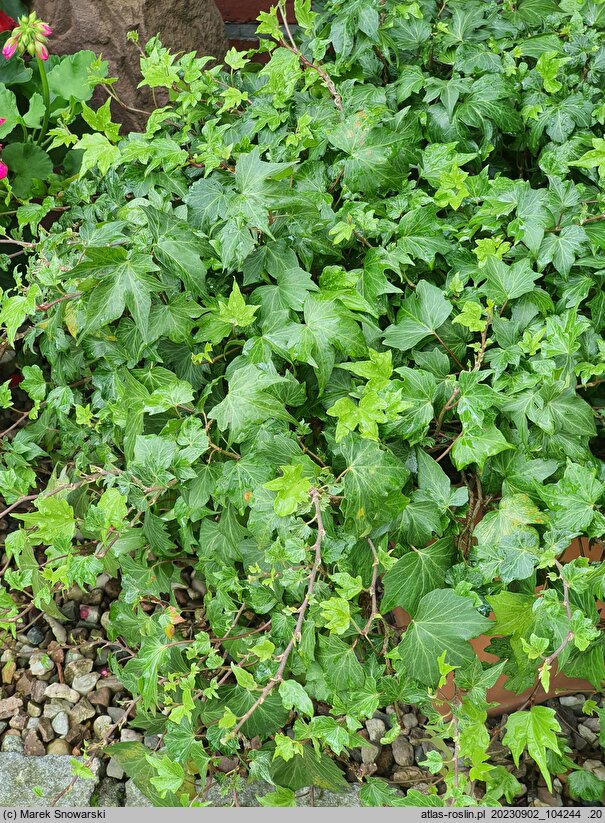 Hedera helix Francis
