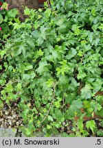 Hedera helix Francis