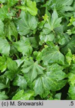 Hedera helix Francis