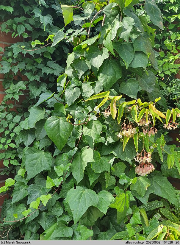 Hedera algeriensis Ravensholst