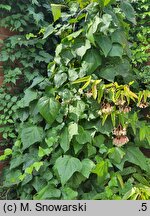 Hedera algeriensis Ravensholst