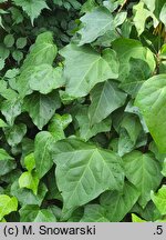 Hedera algeriensis Ravensholst
