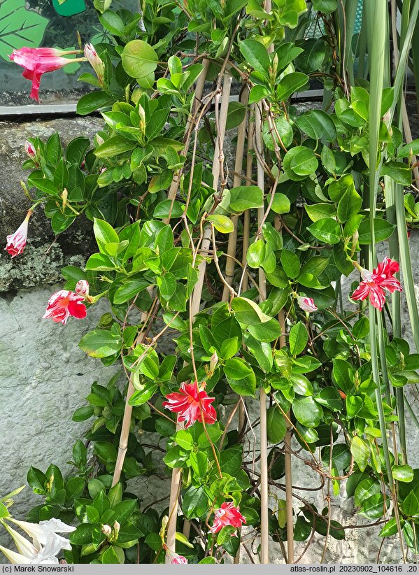 Mandevilla Sundaville Red Star