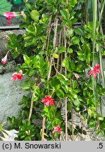 Mandevilla Sundaville Red Star