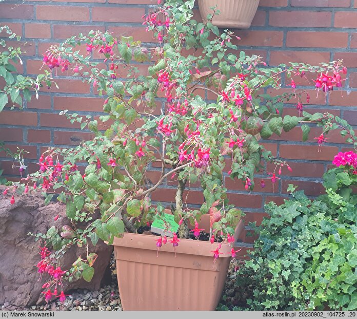 Fuchsia Brutus