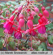 Fuchsia Brutus
