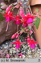 Fuchsia Brutus