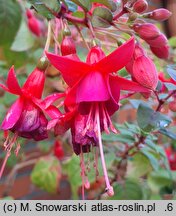 Fuchsia Brutus