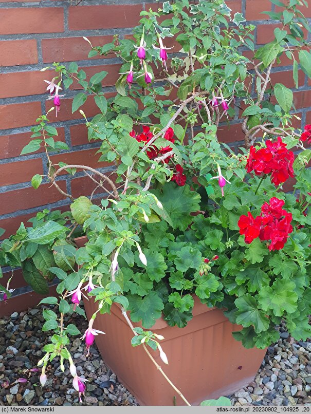 Fuchsia Tennessee Waltz