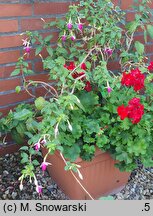 Fuchsia Tennessee Waltz
