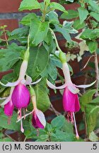 Fuchsia Tennessee Waltz