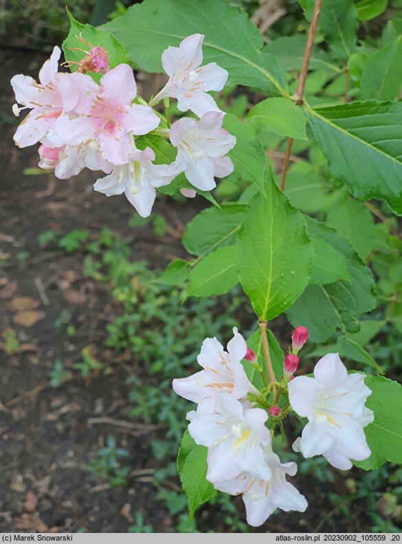 Weigela Verschaffeltii