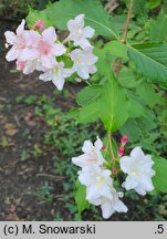 Weigela Verschaffeltii