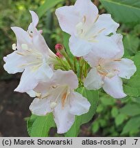 Weigela Verschaffeltii