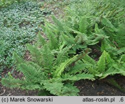 Polystichum setiferum Plumosum Densum