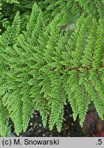 Polystichum setiferum Plumosum Densum