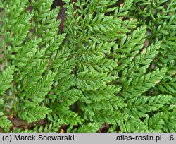 Polystichum setiferum Plumosum Densum