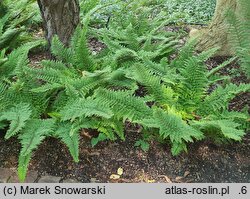 Polystichum setiferum Plumosum Densum